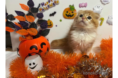 成約済の大阪府のスコティッシュフォールド-68375の1枚目